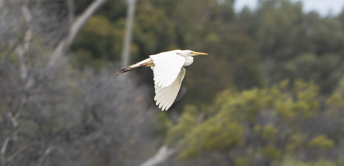 egretthegre - ML645827648