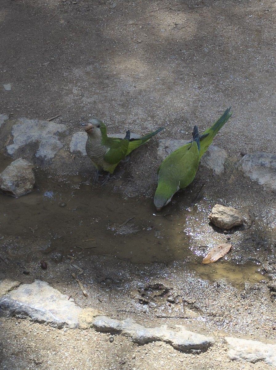 munkeparakitt - ML645827649