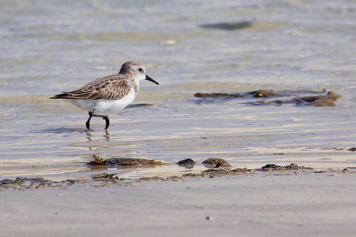 Little Stint - ML645827650