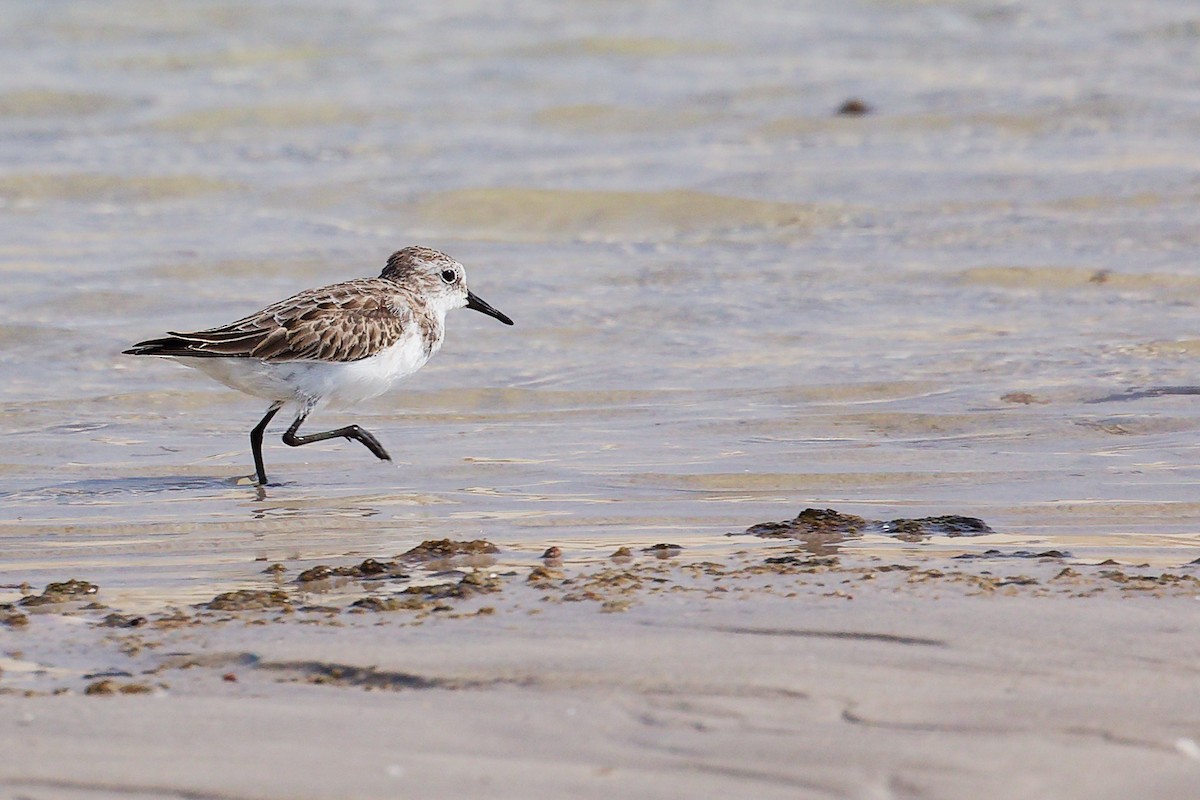 Little Stint - ML645827651