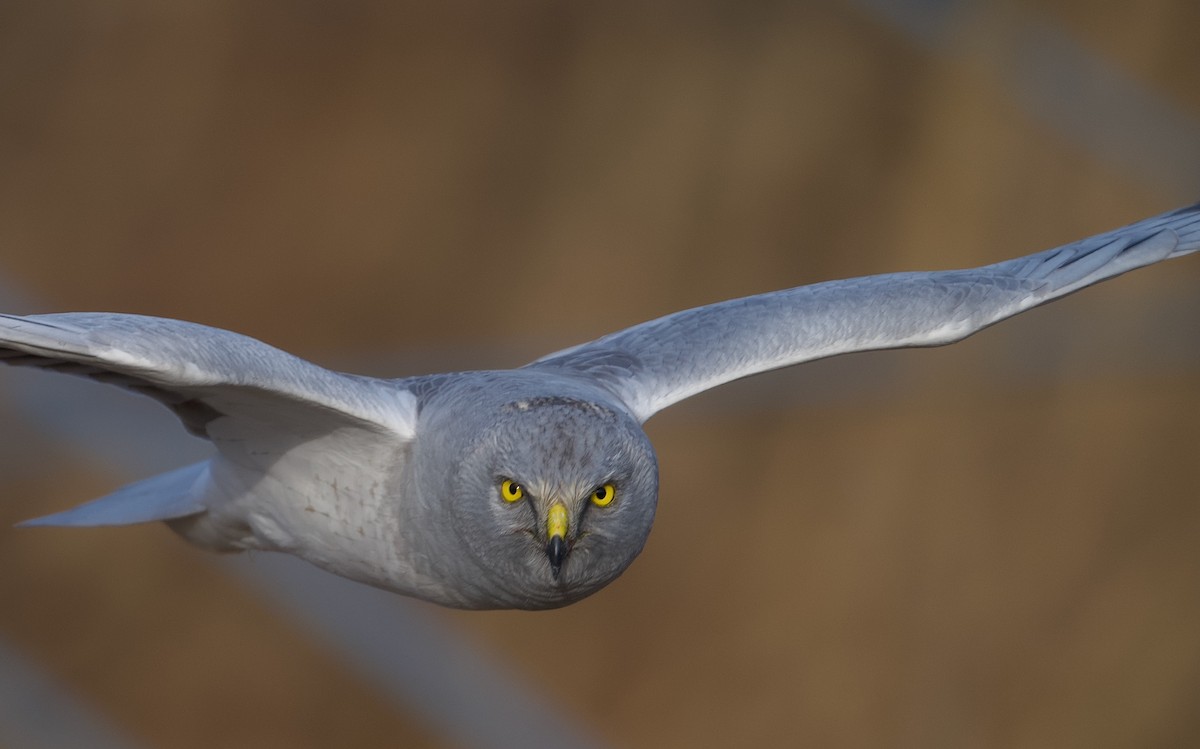 Hen Harrier - ML645827653