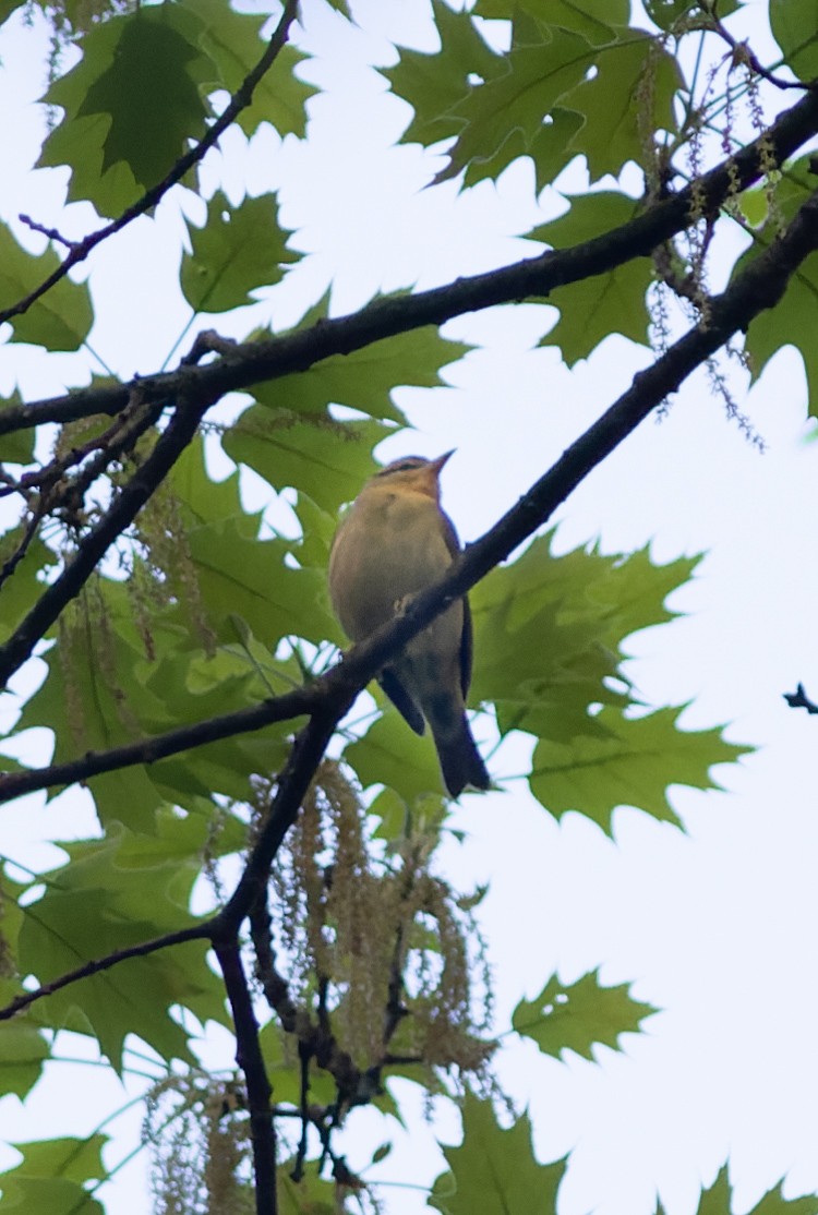 Worm-eating Warbler - ML645827659