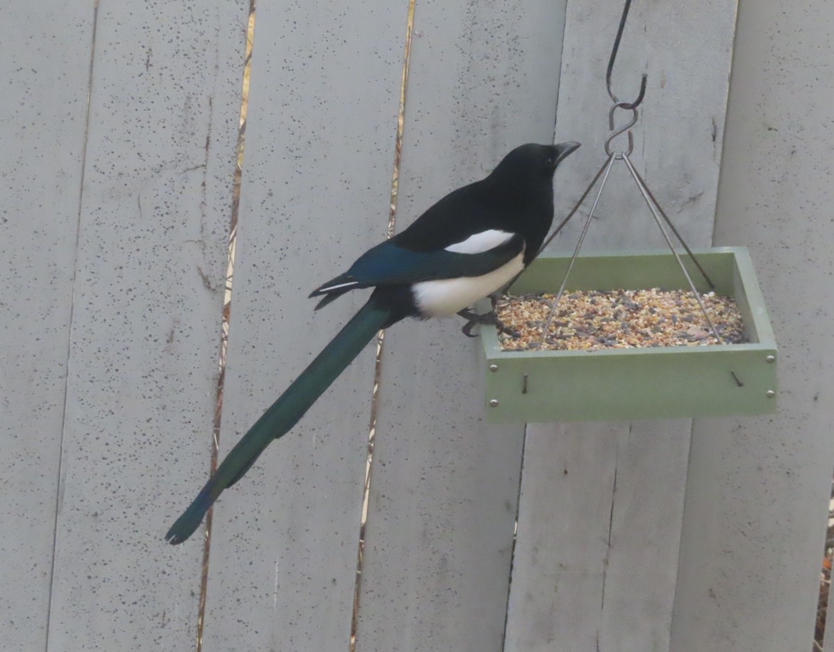 straka americká - ML645827664