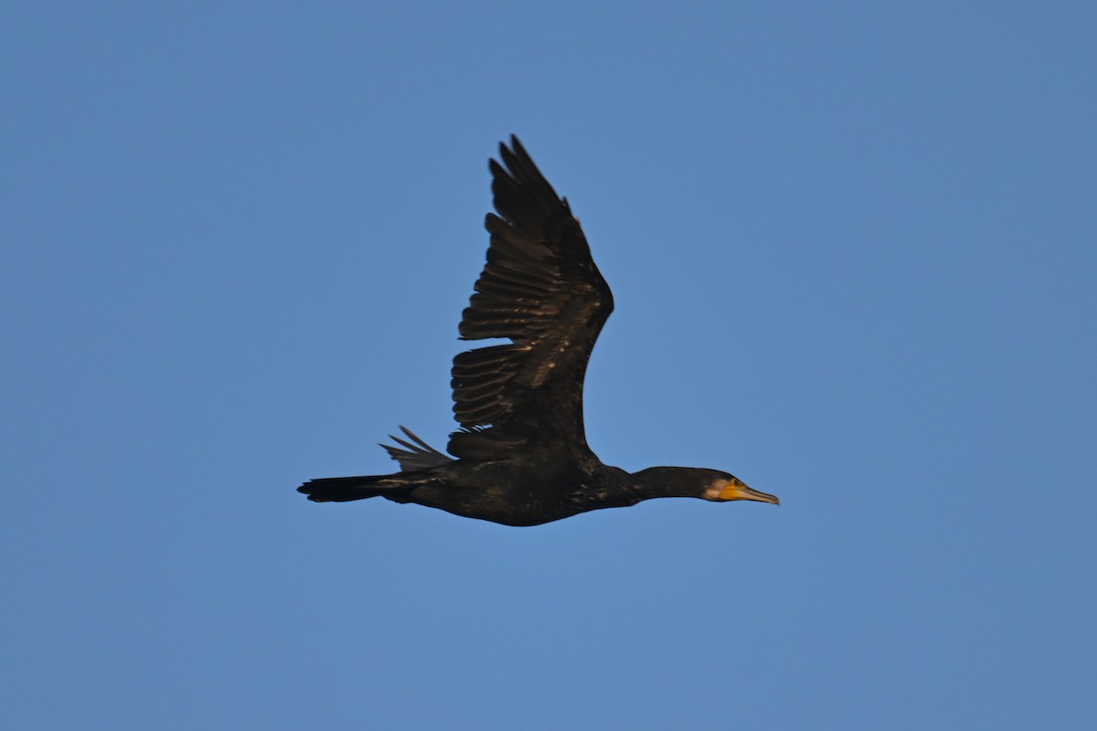 Great Cormorant (Eurasian) - ML645827665