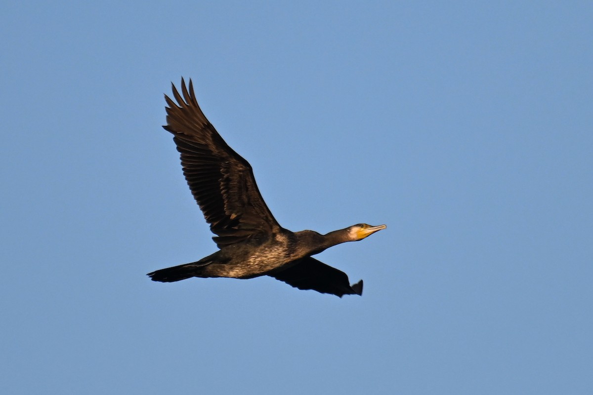 Great Cormorant (Eurasian) - ML645827666