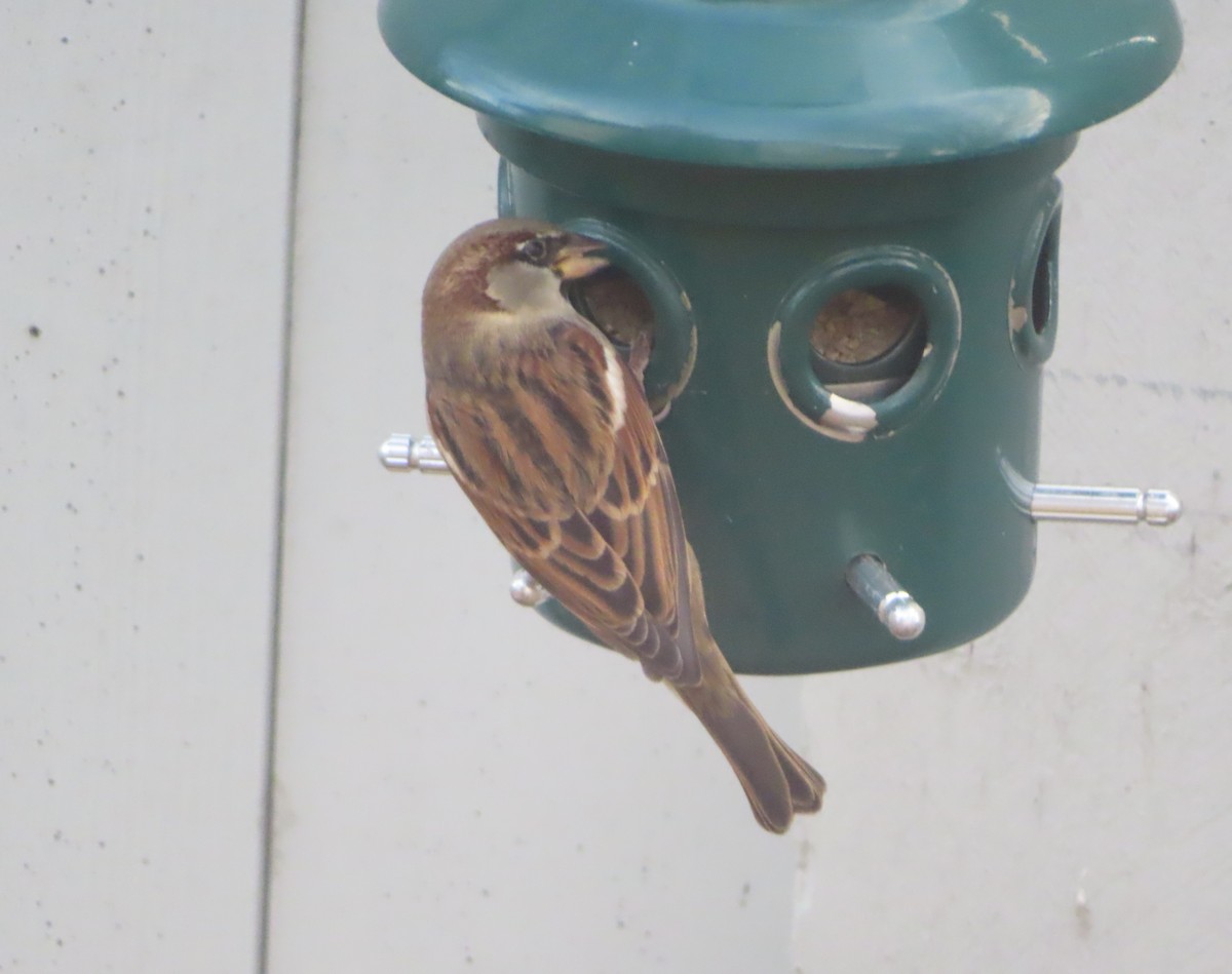 Gorrión Común - ML645827672