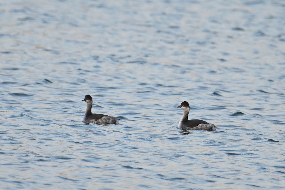 Eared Grebe - ML645827679
