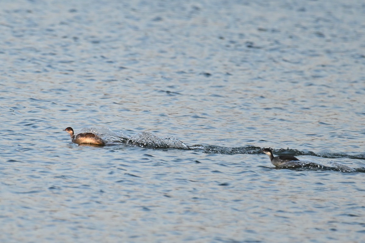 Eared Grebe - ML645827680