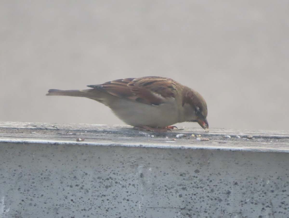 Gorrión Común - ML645827681