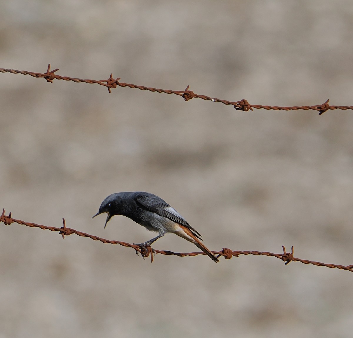 赭紅尾鴝 - ML645827688