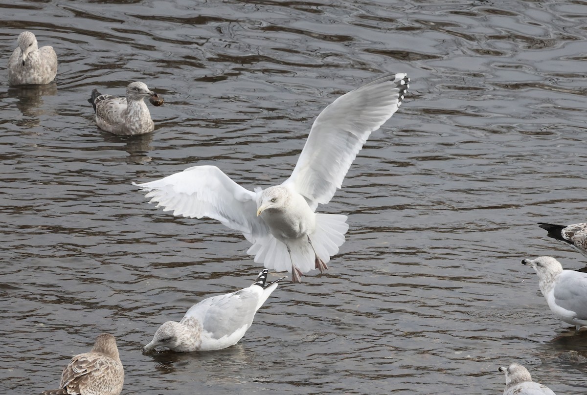 Kaio hegalzuria - ML645827689