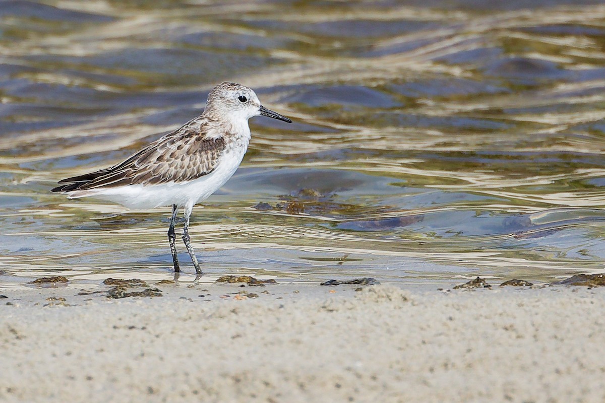 Little Stint - ML645827692