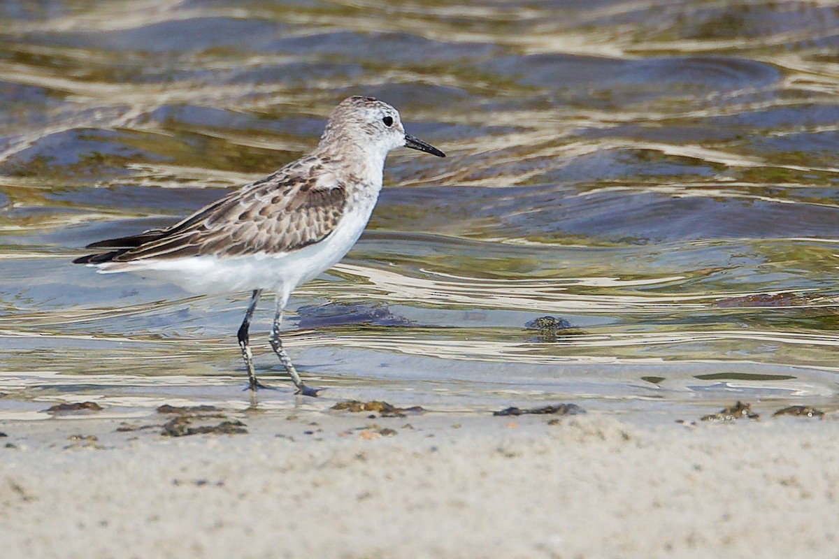 Little Stint - ML645827693