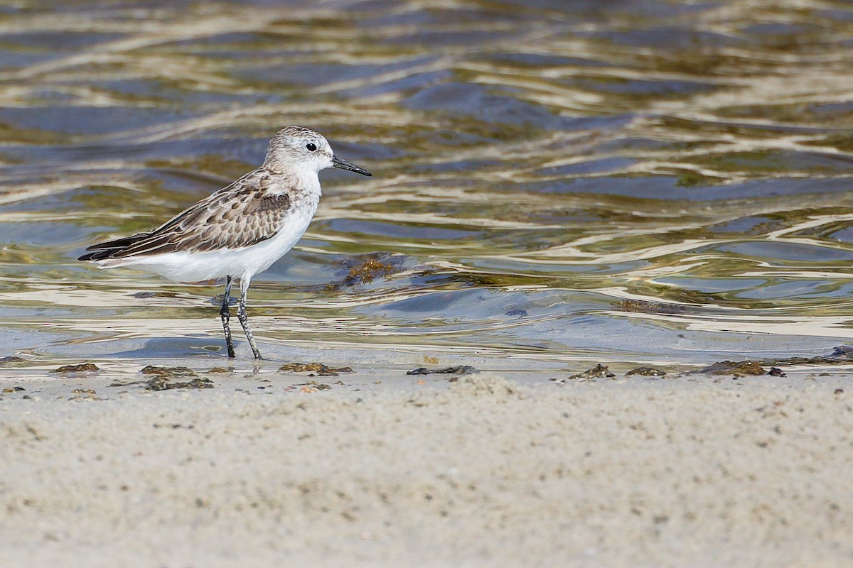 Little Stint - ML645827694