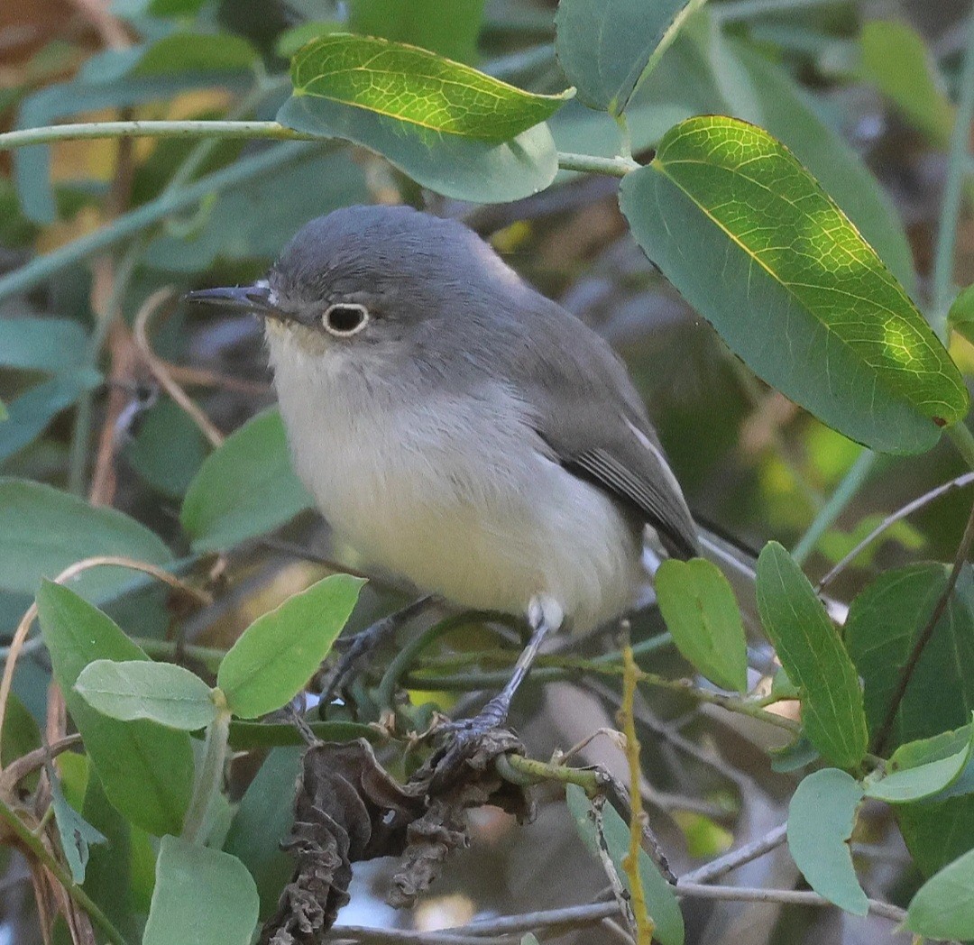 Black-capped Gnatcatcher - ML645827696