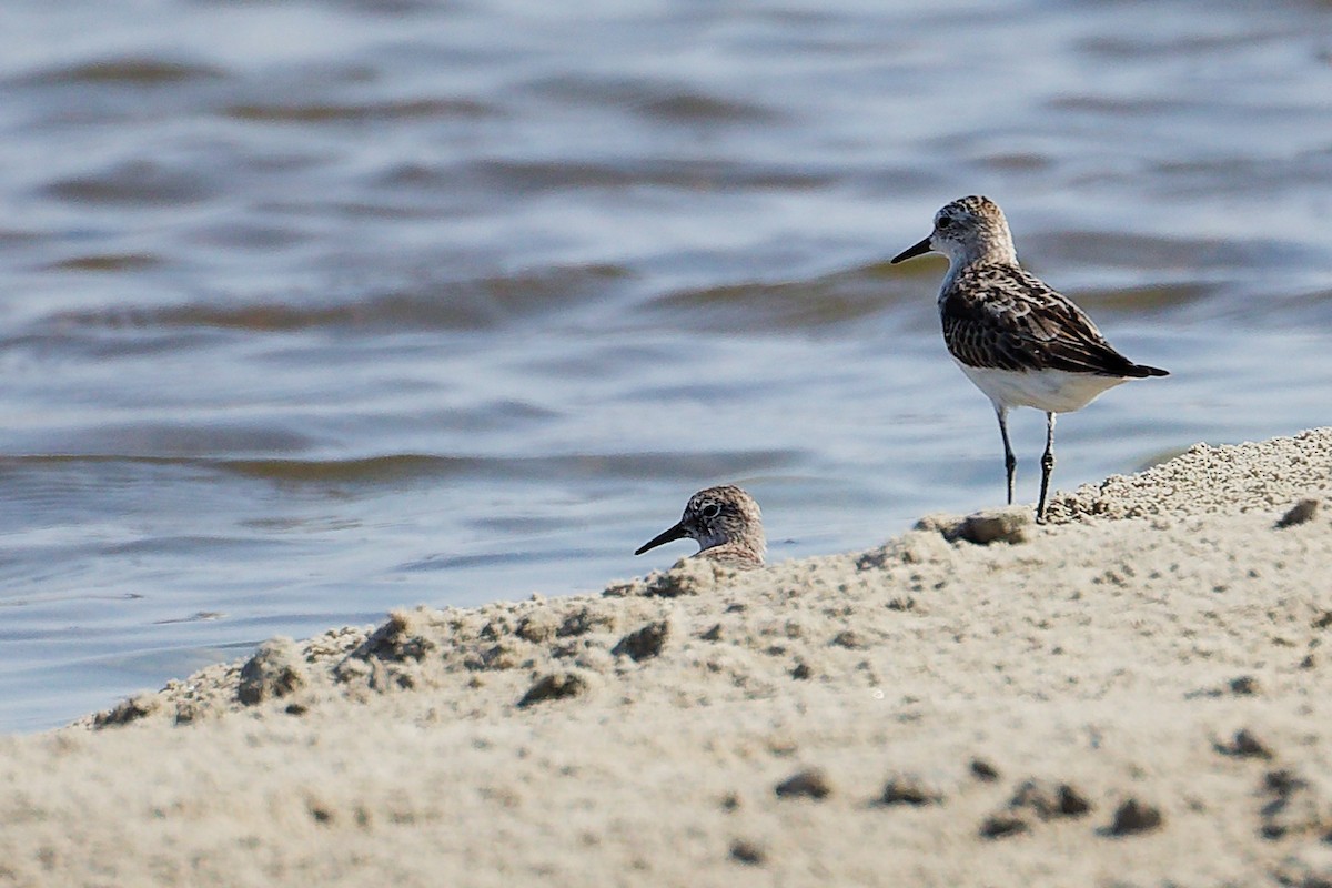 Little Stint - ML645827698