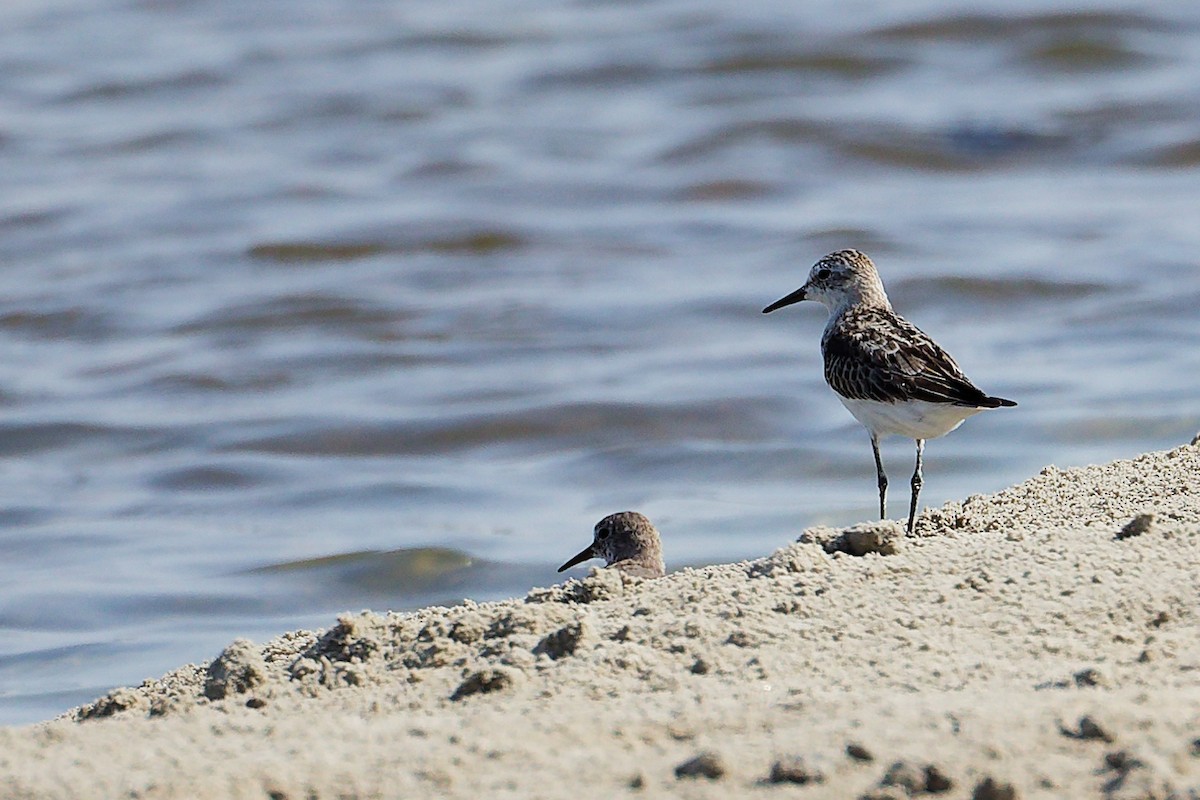 Little Stint - ML645827699
