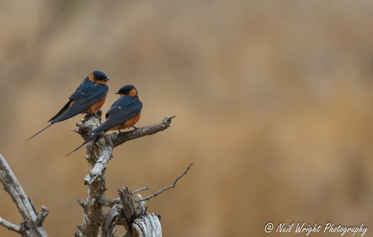 Rufous-chested Swallow - ML645827712