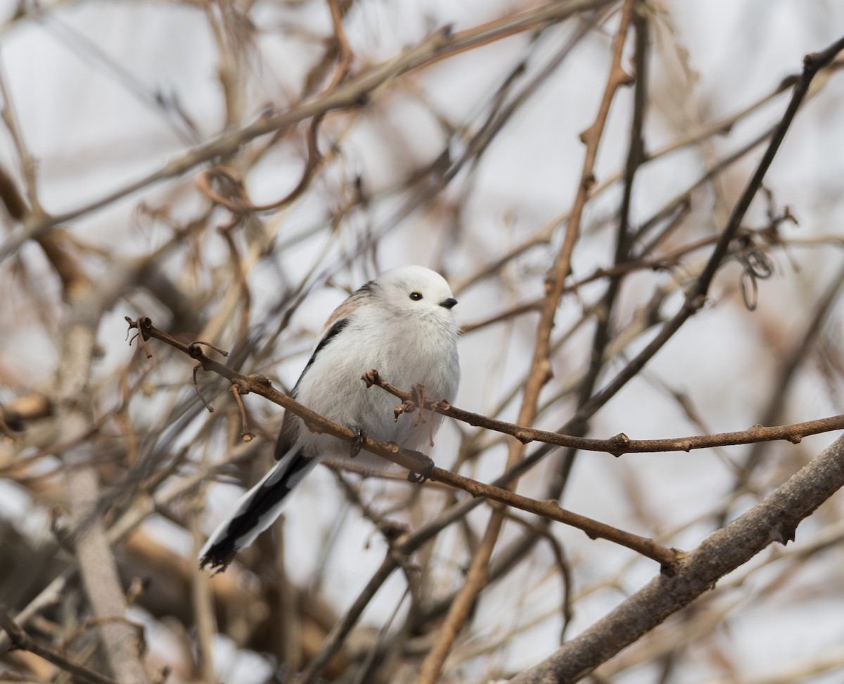 Long-tailed Tit (caudatus) - ML645827726