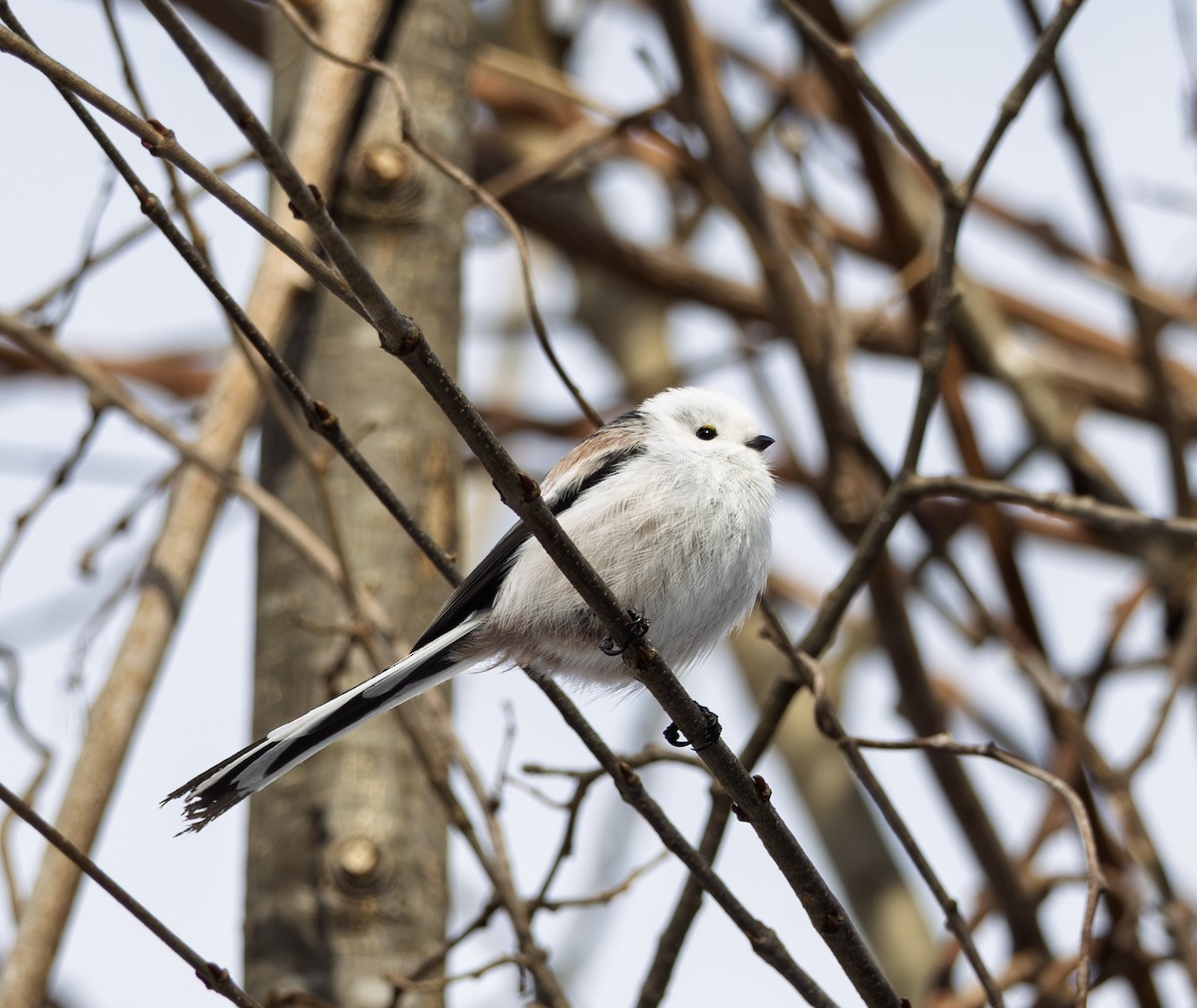 Long-tailed Tit (caudatus) - ML645827727