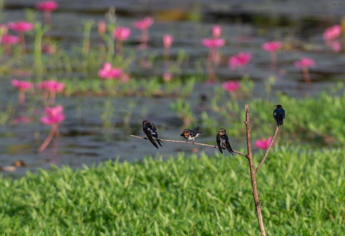 Ластівка сільська - ML645827733