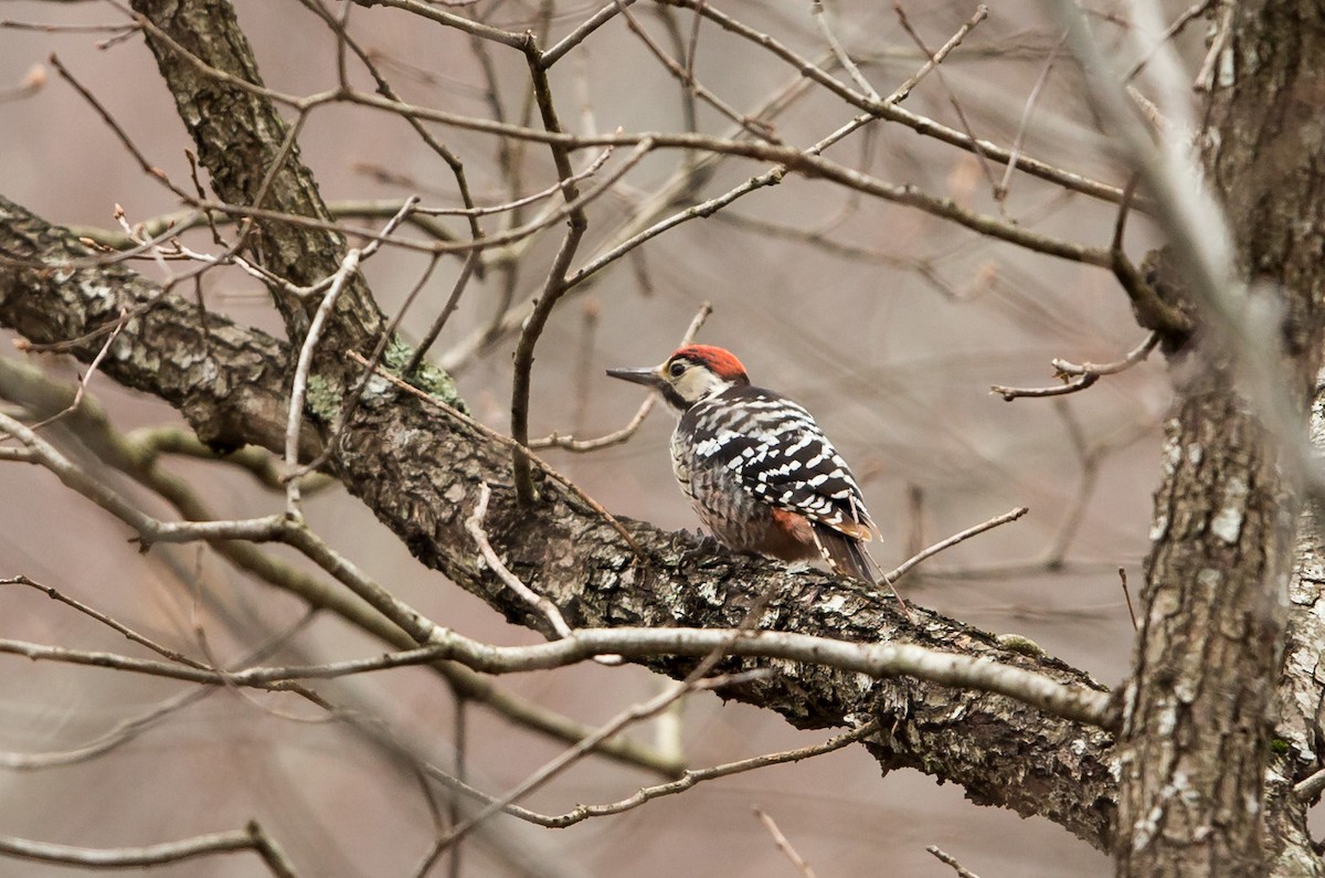 White-backed Woodpecker (Lilford's) - ML645827734