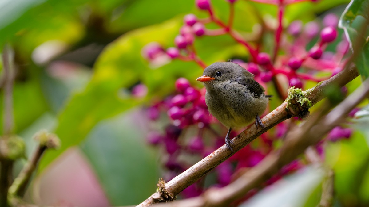 květozob horský - ML645827738