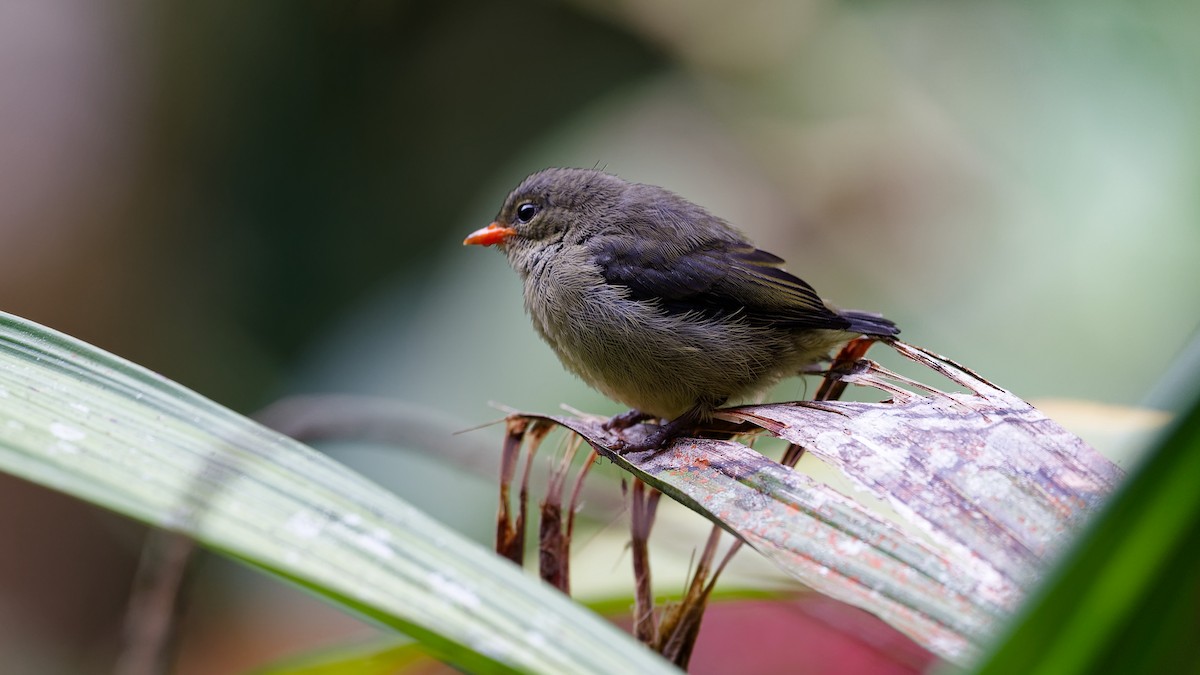 květozob horský - ML645827739