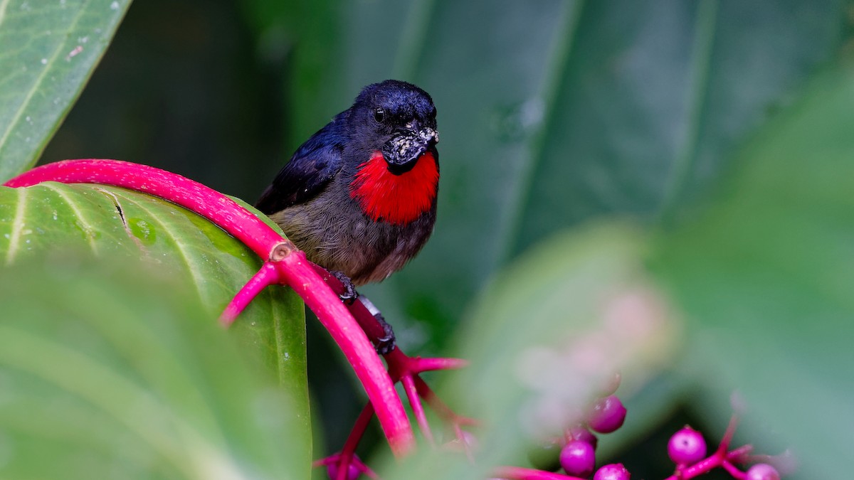 květozob horský - ML645827741