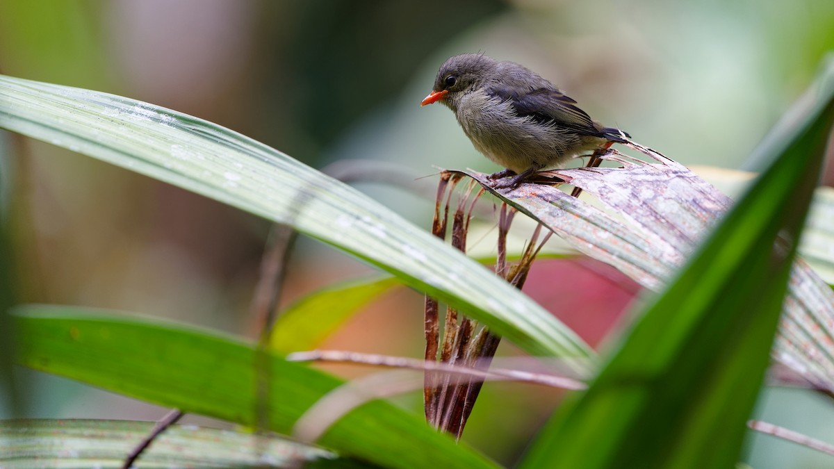 Квіткоїд борнейський - ML645827742