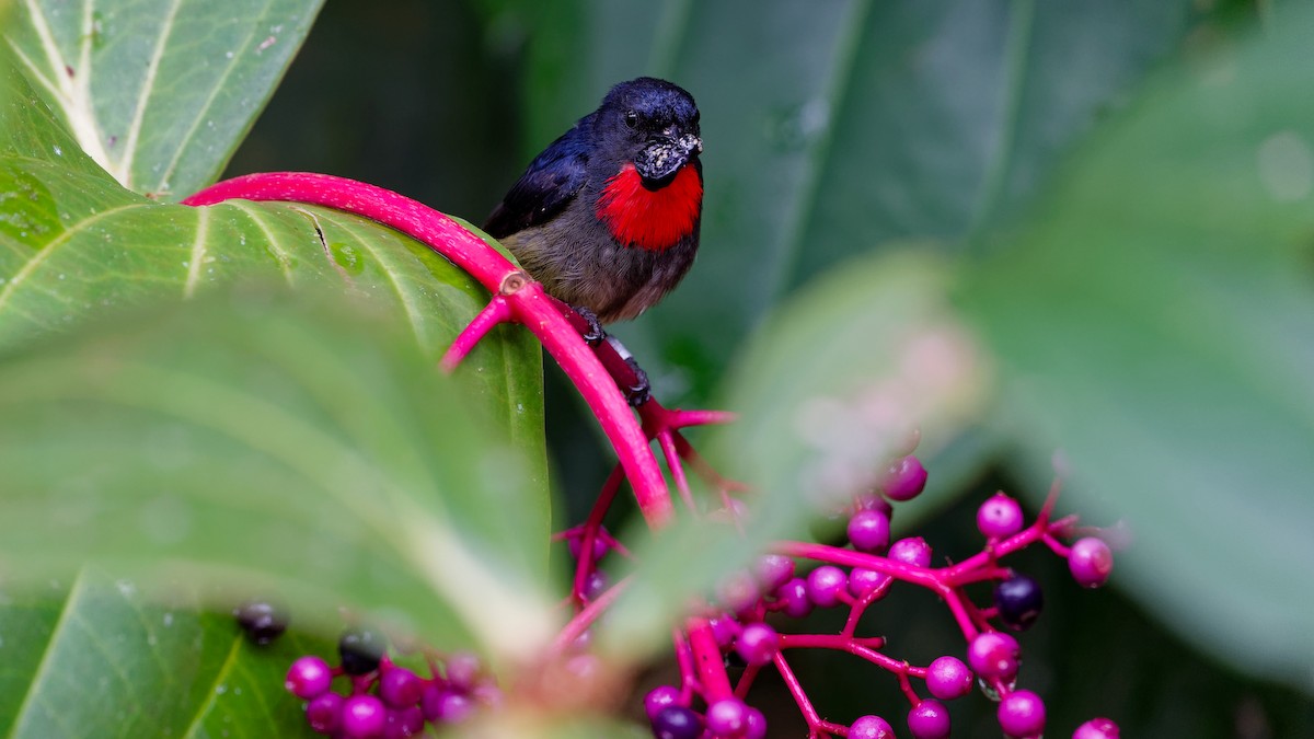 Квіткоїд борнейський - ML645827743