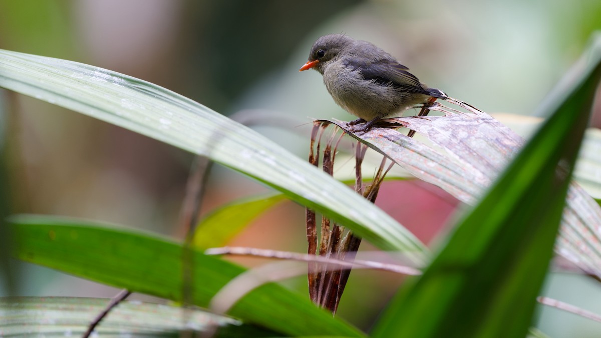 Квіткоїд борнейський - ML645827744