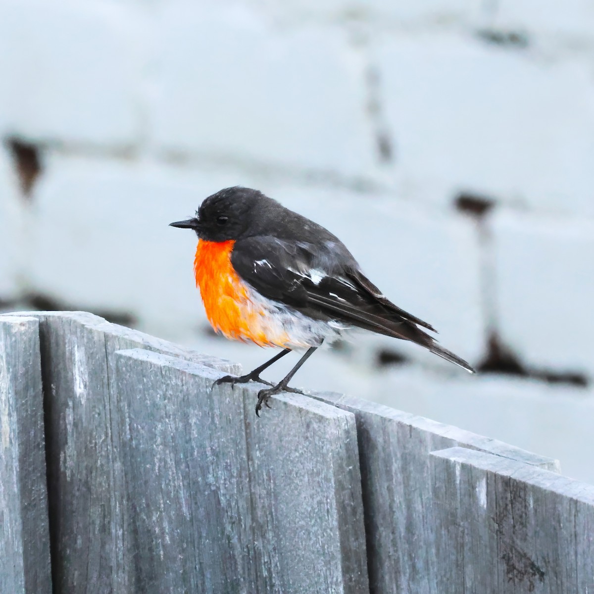 Тоутоваї вогнистий - ML645827750