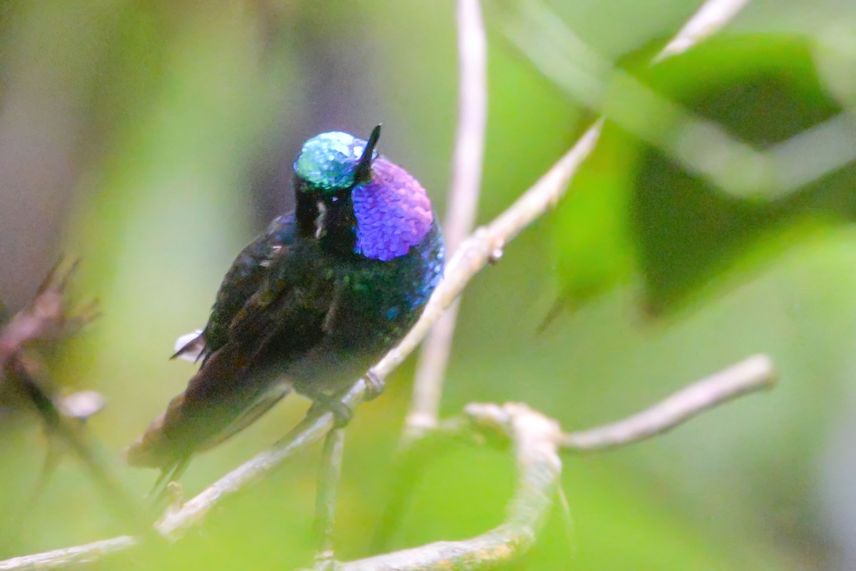 Колібрі-самоцвіт білогрудий - ML645827751