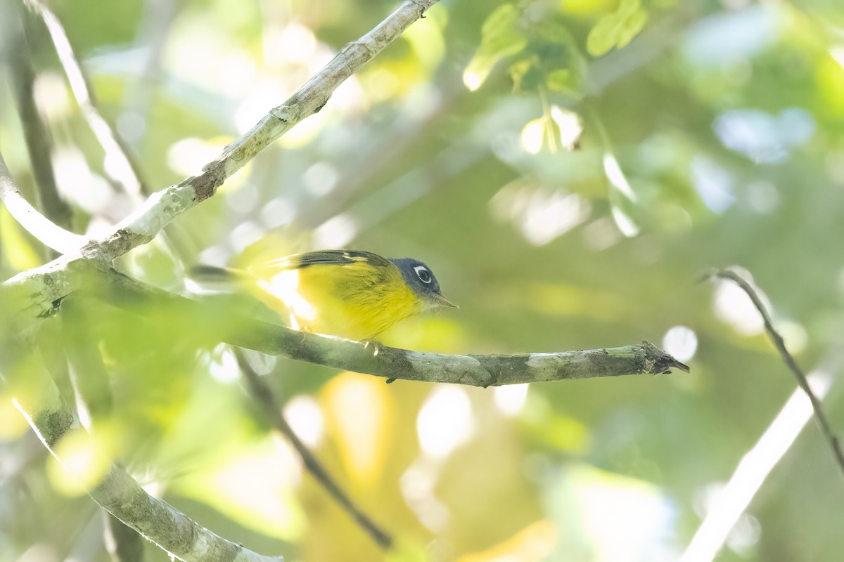 Скриточуб сірощокий - ML645827754