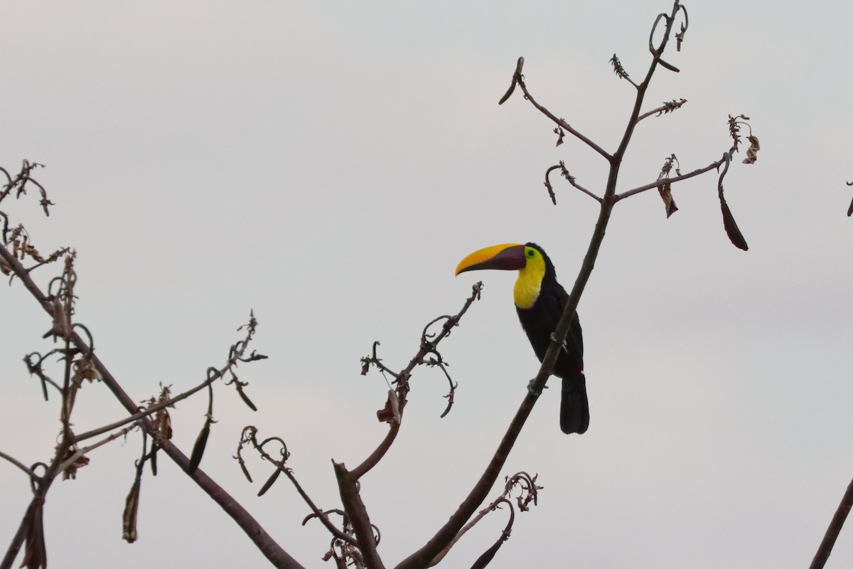 Тукан жовтошиїй - ML645827756