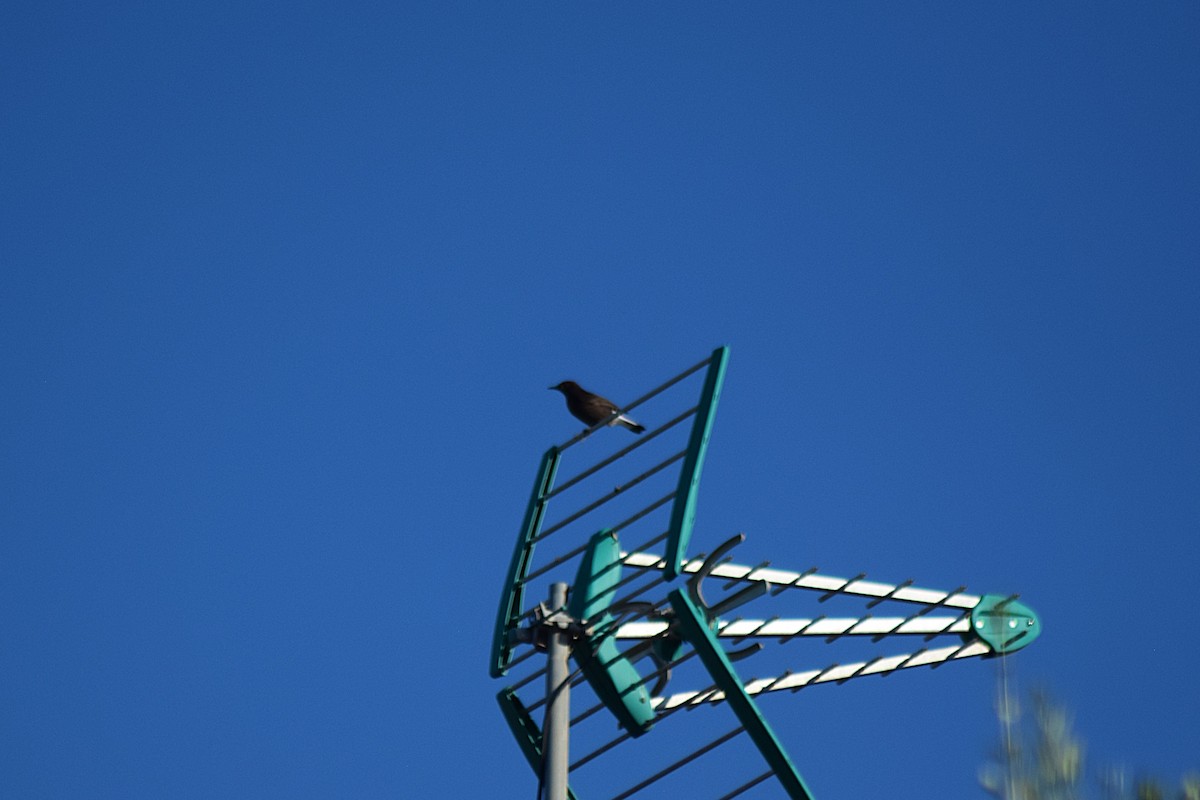 Кам'янка білогуза - ML645827757