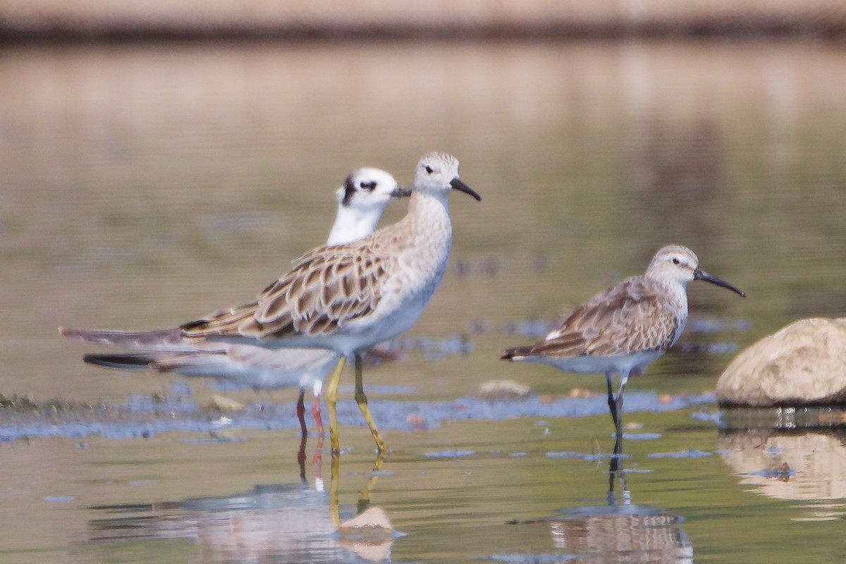 Брижач - ML645827758