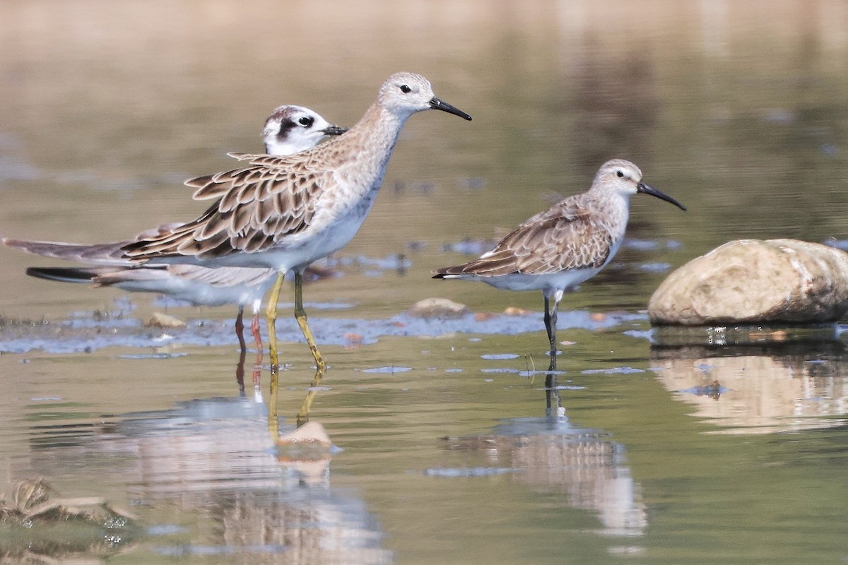 Брижач - ML645827759