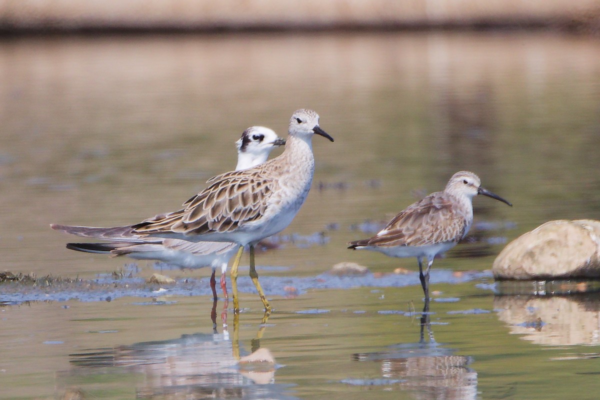 Брижач - ML645827760