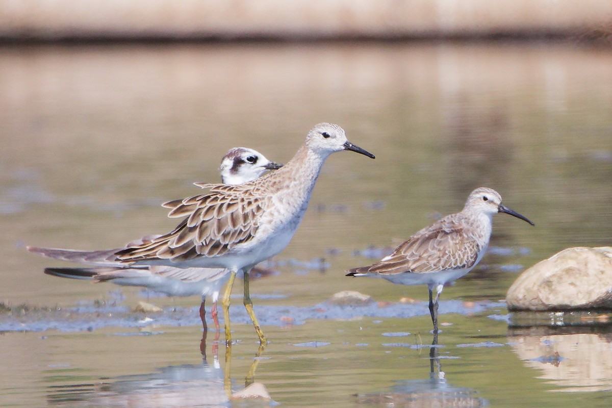 Брижач - ML645827761