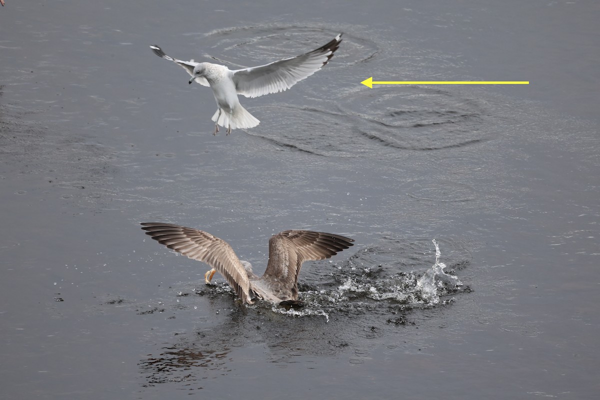 Мартин гренландський - ML645827762