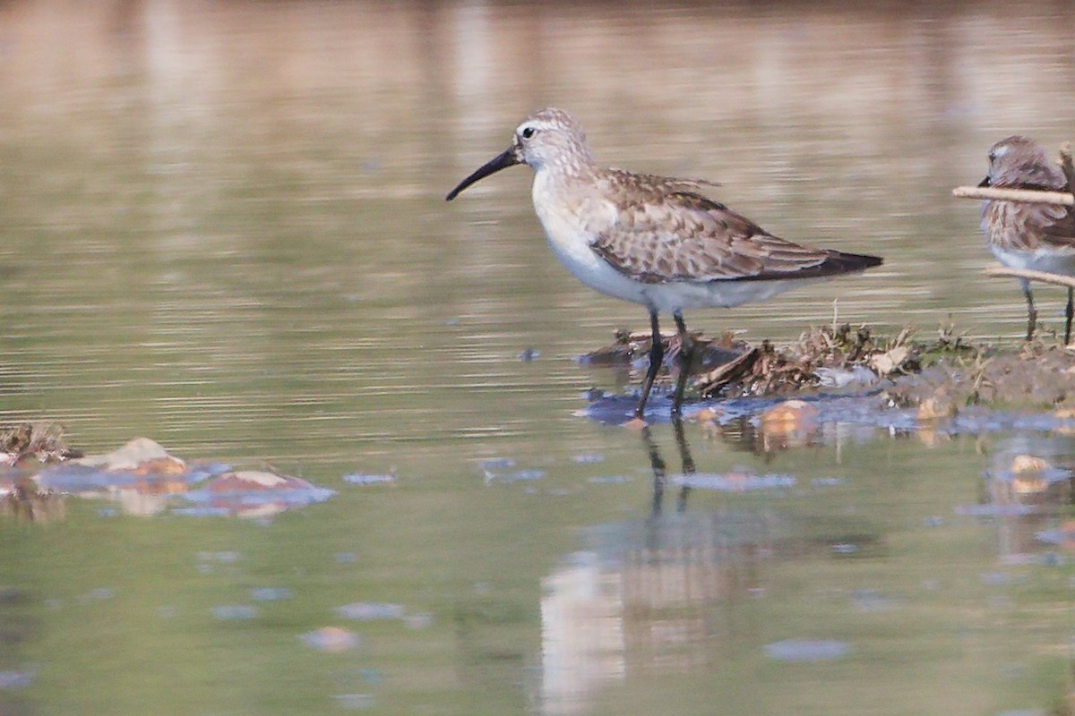 Побережник червоногрудий - ML645827763