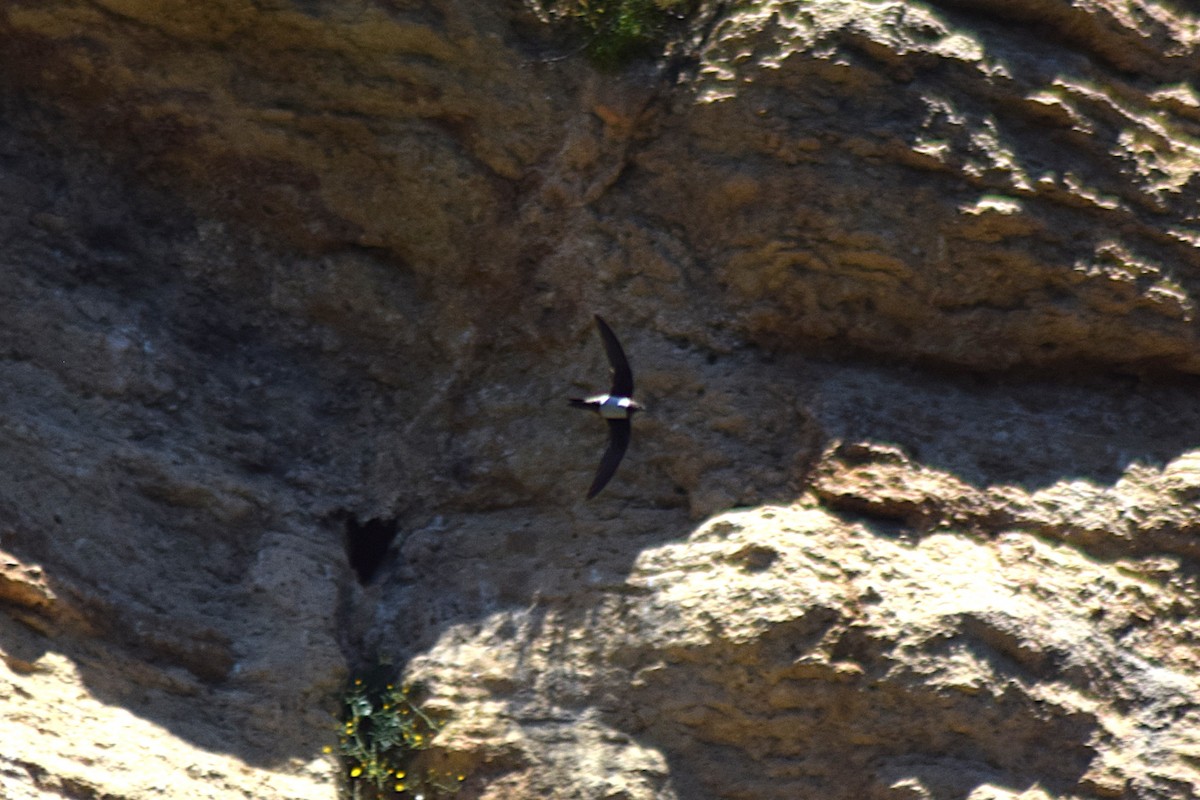 Серпокрилець білочеревий - ML645827764