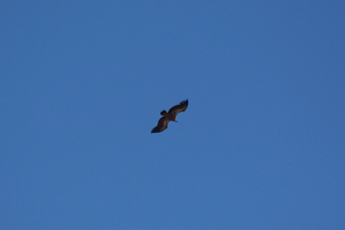 Сип білоголовий - ML645827766