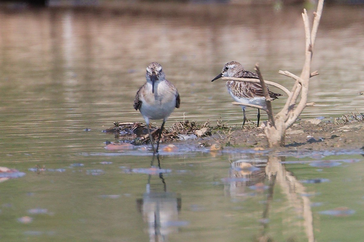 Побережник малий - ML645827767