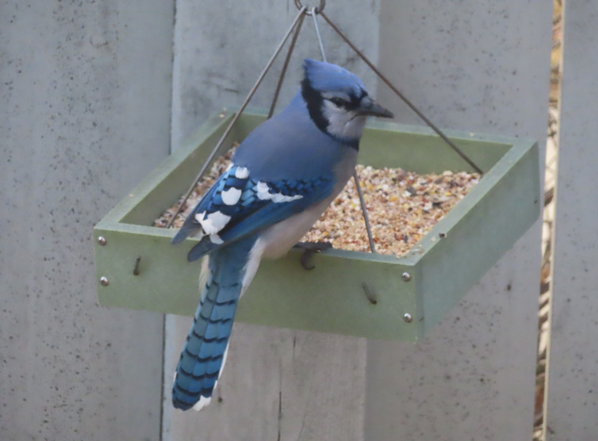 Сизойка блакитна - ML645827768