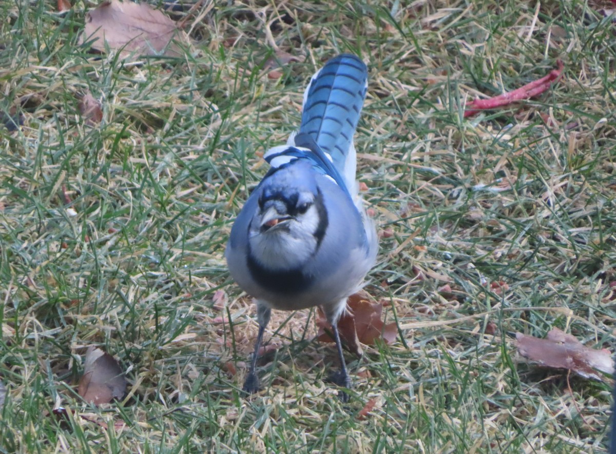 Сизойка блакитна - ML645827769