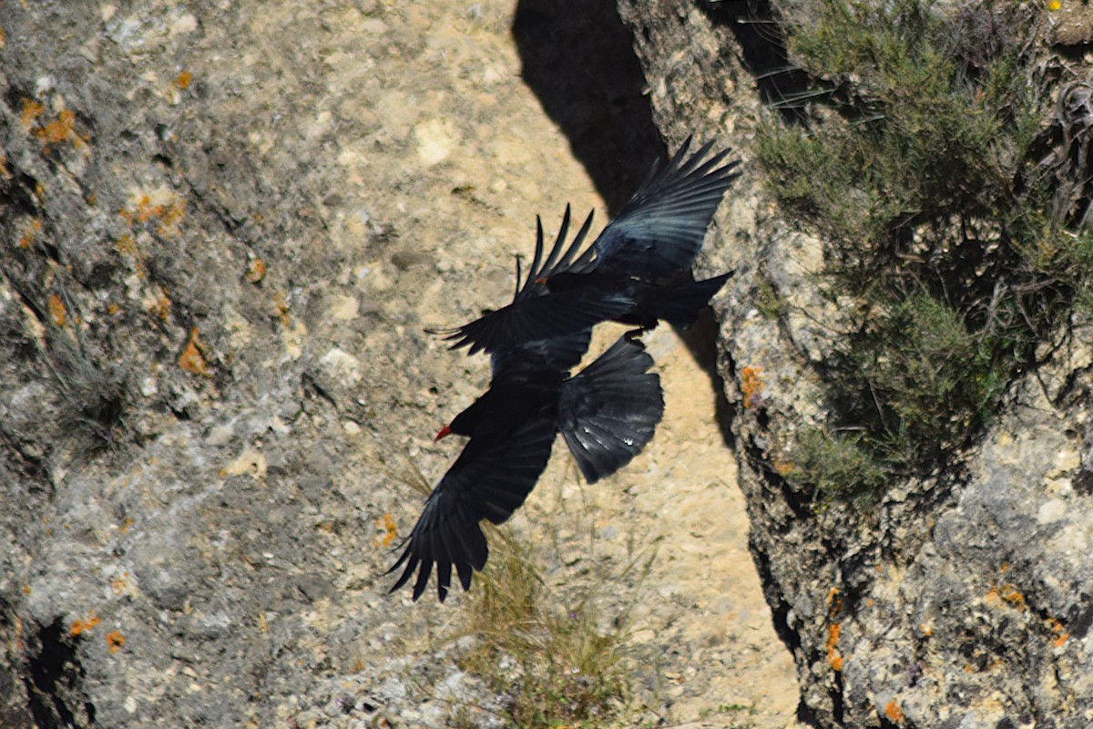 Галка альпійська червонодзьоба - ML645827771