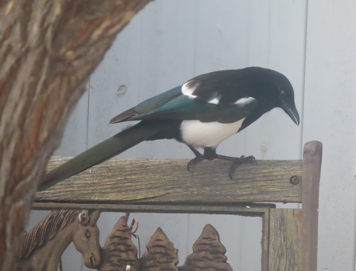 Сорока канадська - ML645827773